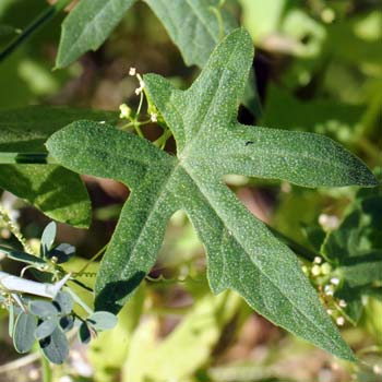 Brandegea bigelovii, Desert Starvine, Southwest Desert Flora